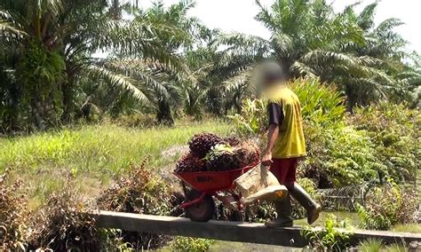 unilever child labour|Firms such as Kellogg's, Unilever and Nestlé 'use .
